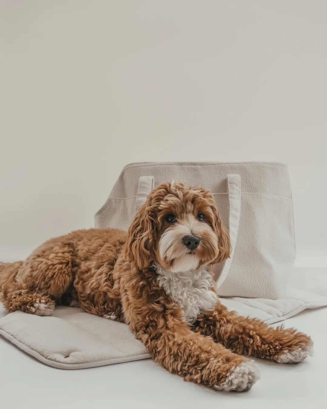 Marshmallow┃The Bouclé Carrier - Pup&Puppy