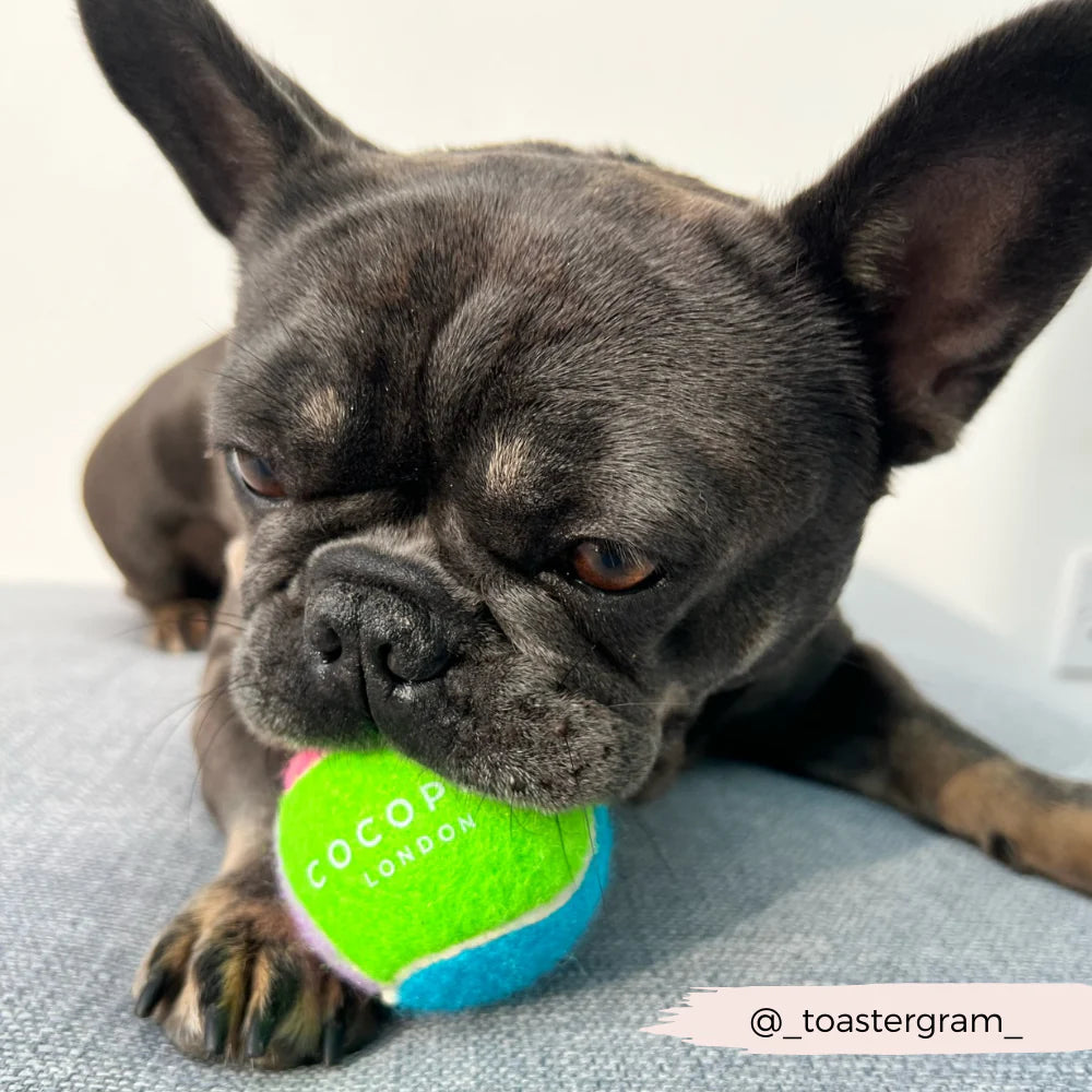 Tennis Ball - Bold & Bright - Pup&Puppy