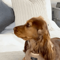 Load image into Gallery viewer, Teddy Rupert Bone Toy - Pup&Puppy
