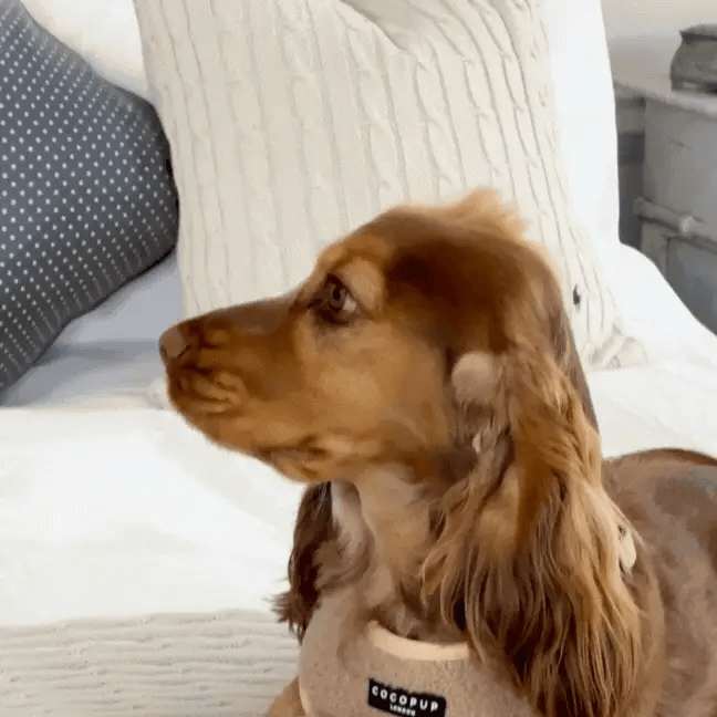 Teddy Rupert Bone Toy - Pup&Puppy