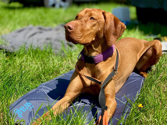 Pet Cool Mat