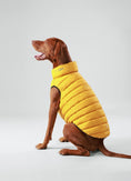 Load image into Gallery viewer, Dog Puffer Jacket, Forest Green & Gold - Pup&Puppy
