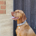 Load image into Gallery viewer, PLEASE CALL MY MUM SHE WILL BE CRYING" DOG ID NAME TAG
