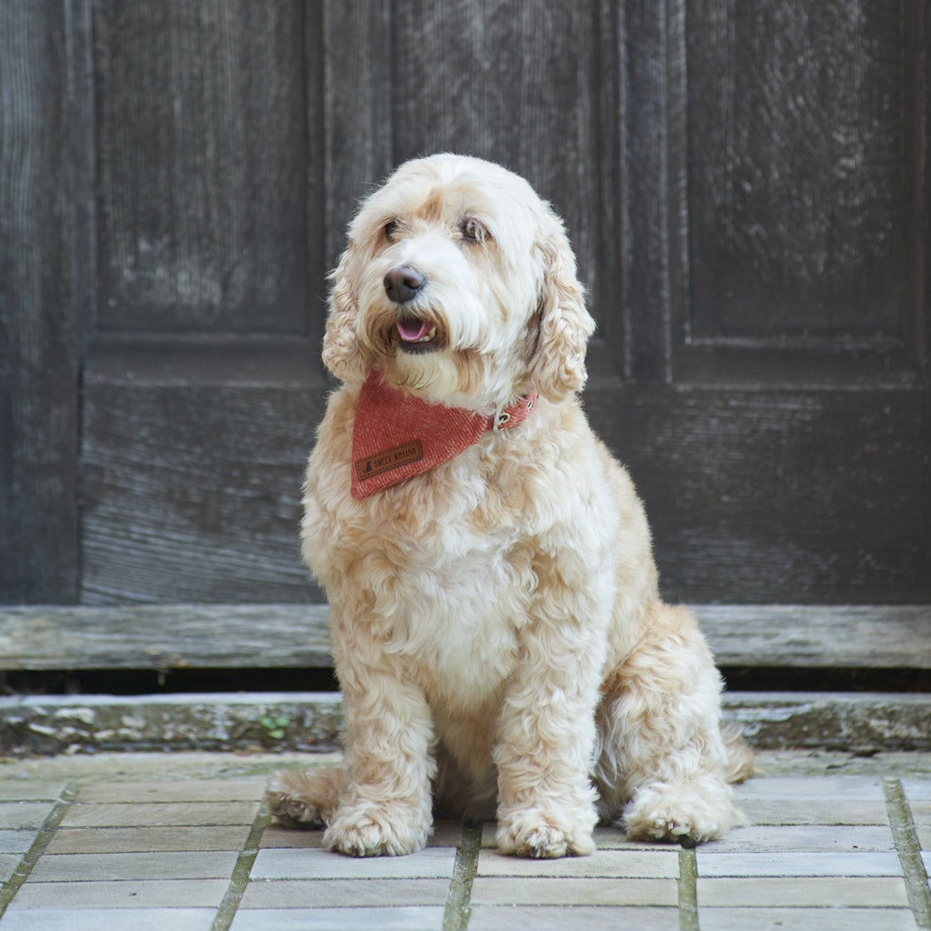 Bandana - Orange Tweed