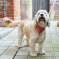 Load image into Gallery viewer, Bandana - Orange Tweed
