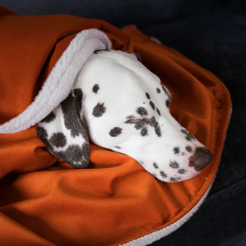 Puppy Blanket in Pumpkin Velvet