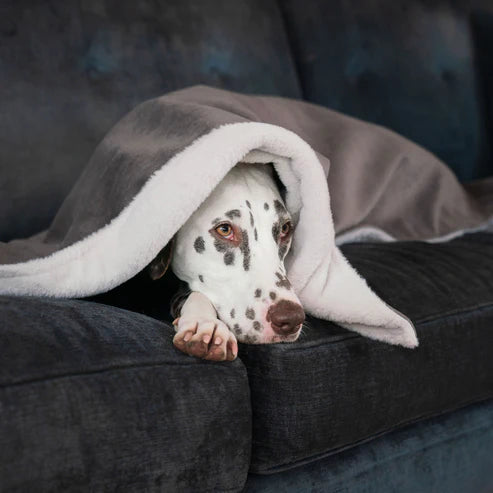 Puppy Blanket in Silt Velvet