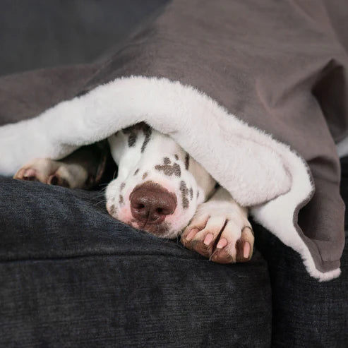 Puppy Blanket in Silt Velvet