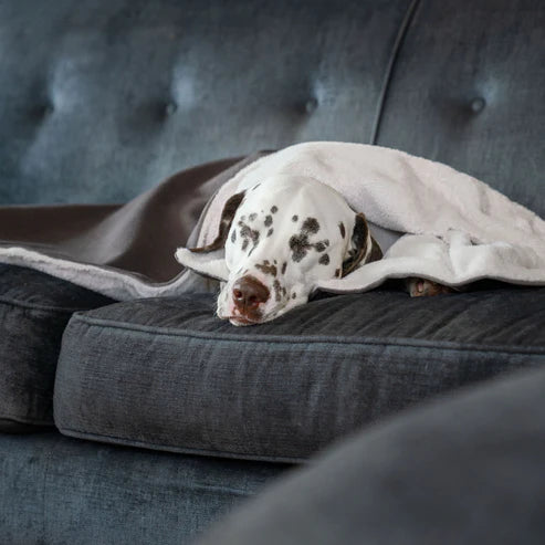 Puppy Blanket in Silt Velvet