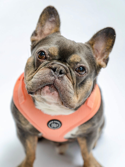 Herringbone Harnesses Peach Orange