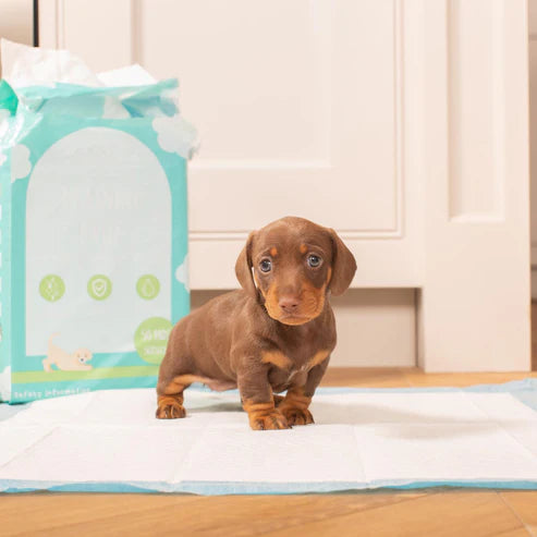 Puppy Training Pads