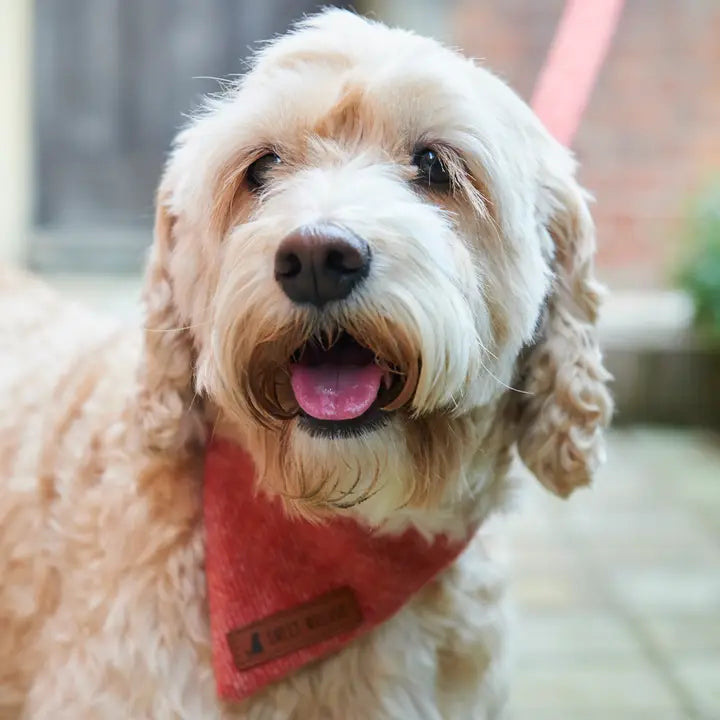 Bandana - Orange Tweed