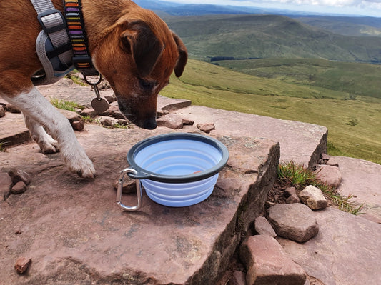 Collapsible Travel Water Bowl